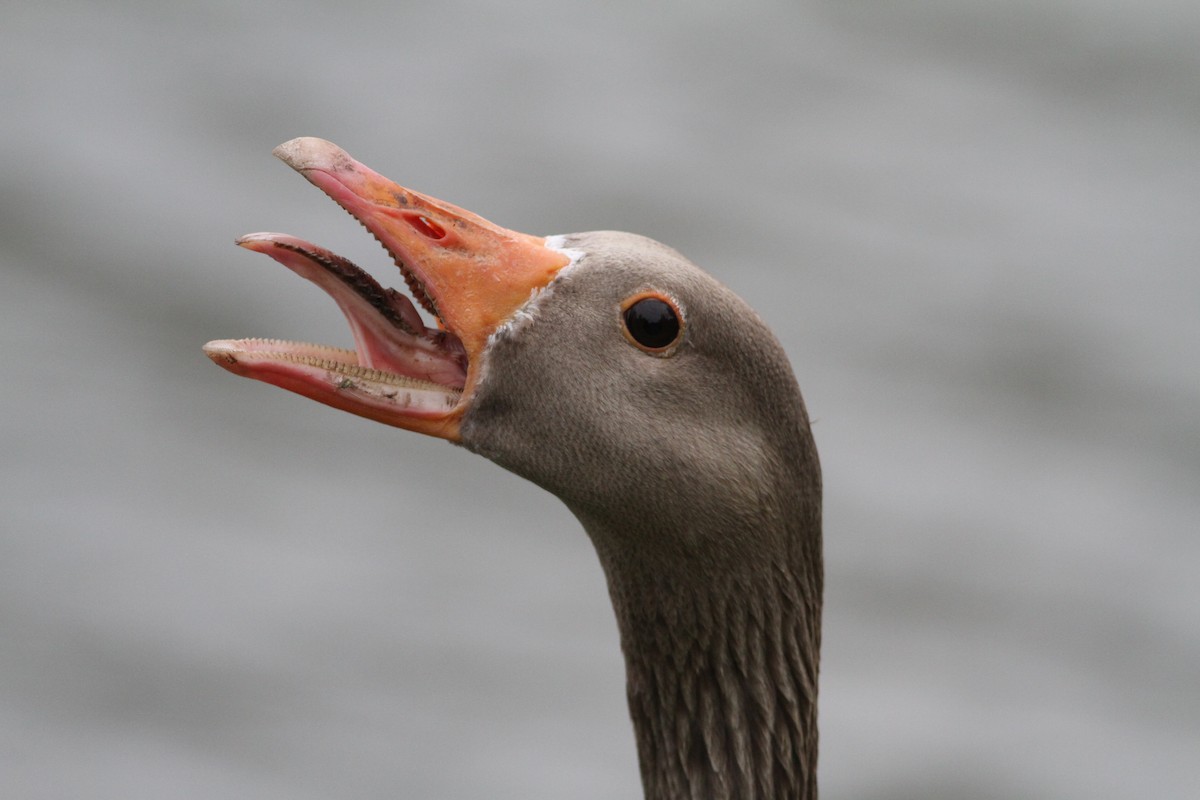 Graylag Goose - ML637976600