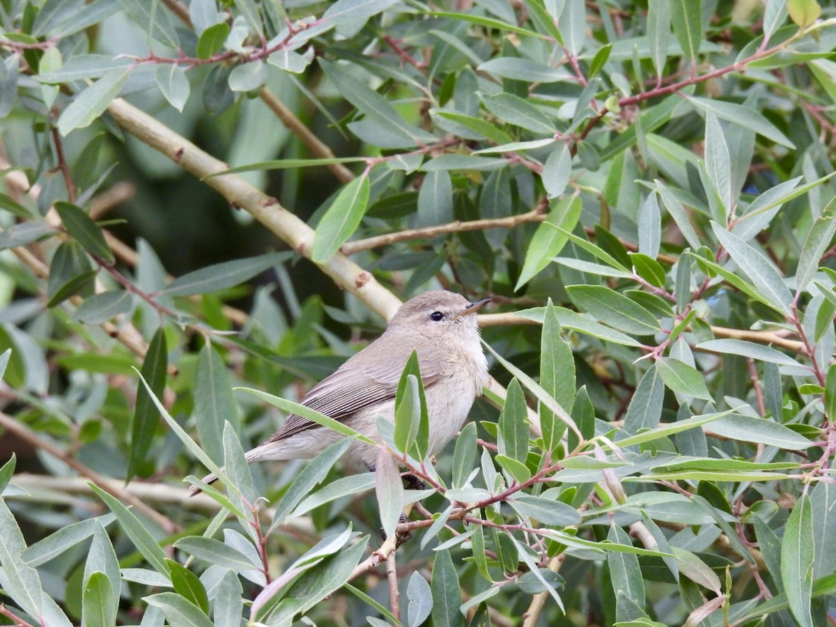 Mountain Chiffchaff - ML637976613