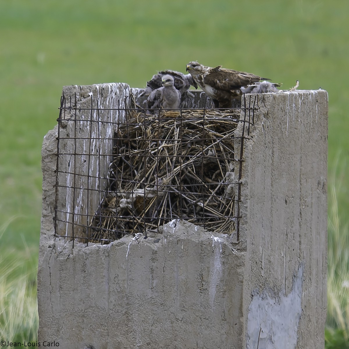 Upland Buzzard - ML637976647
