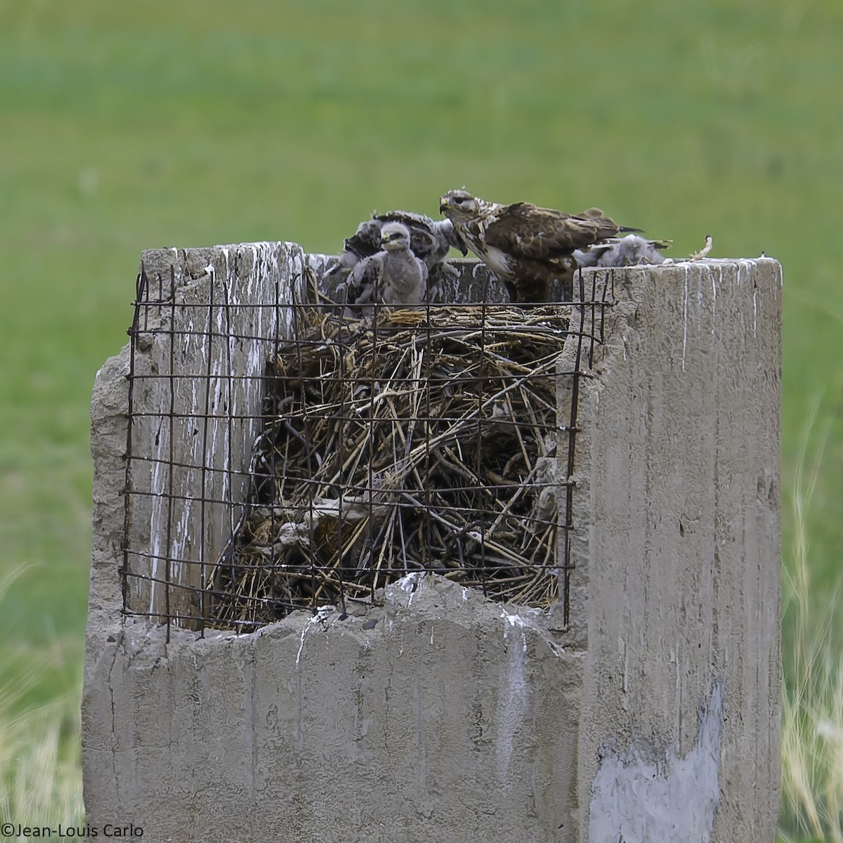 Upland Buzzard - ML637976649