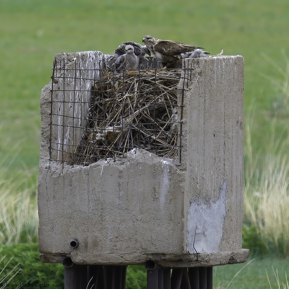 Upland Buzzard - ML637976652