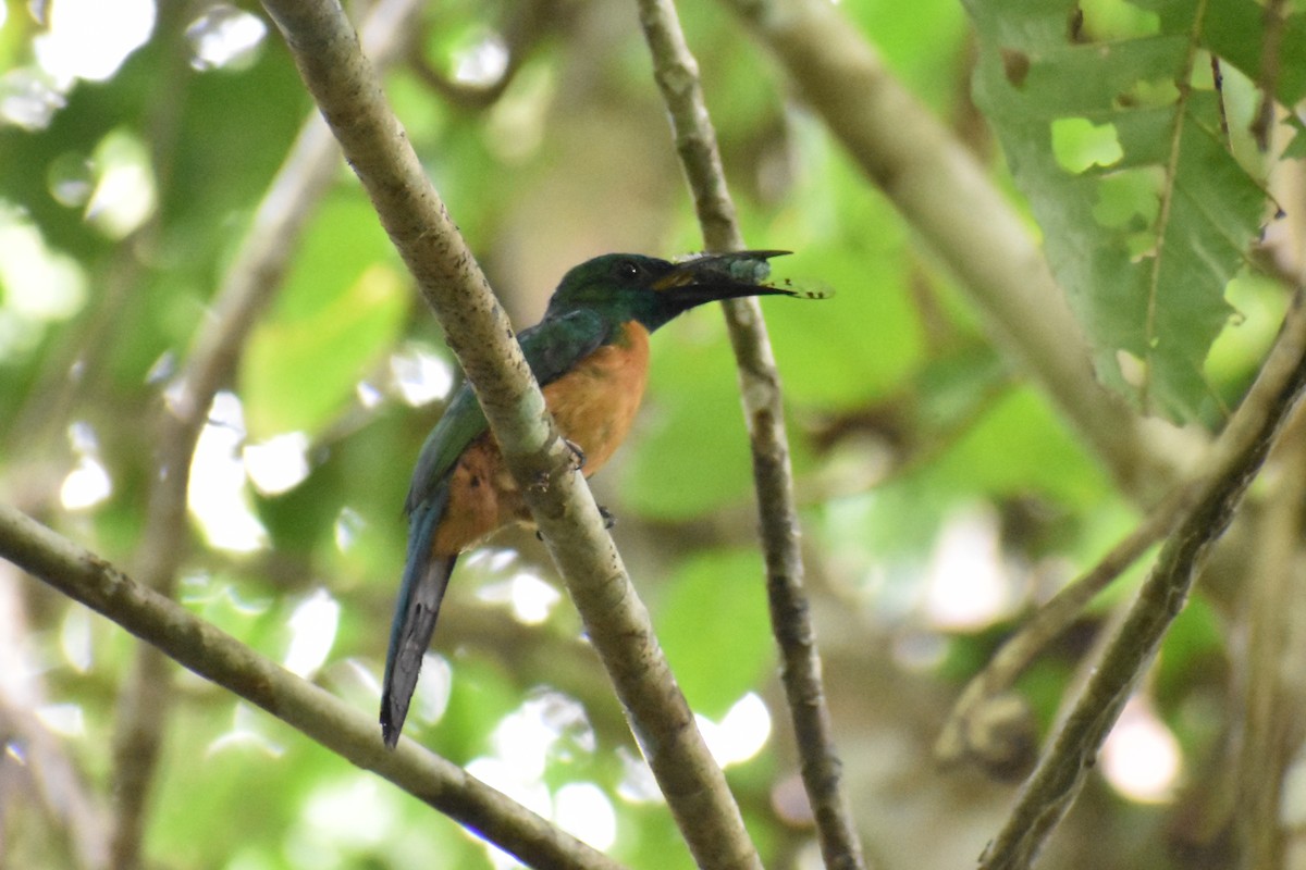 Great Jacamar - ML637976663