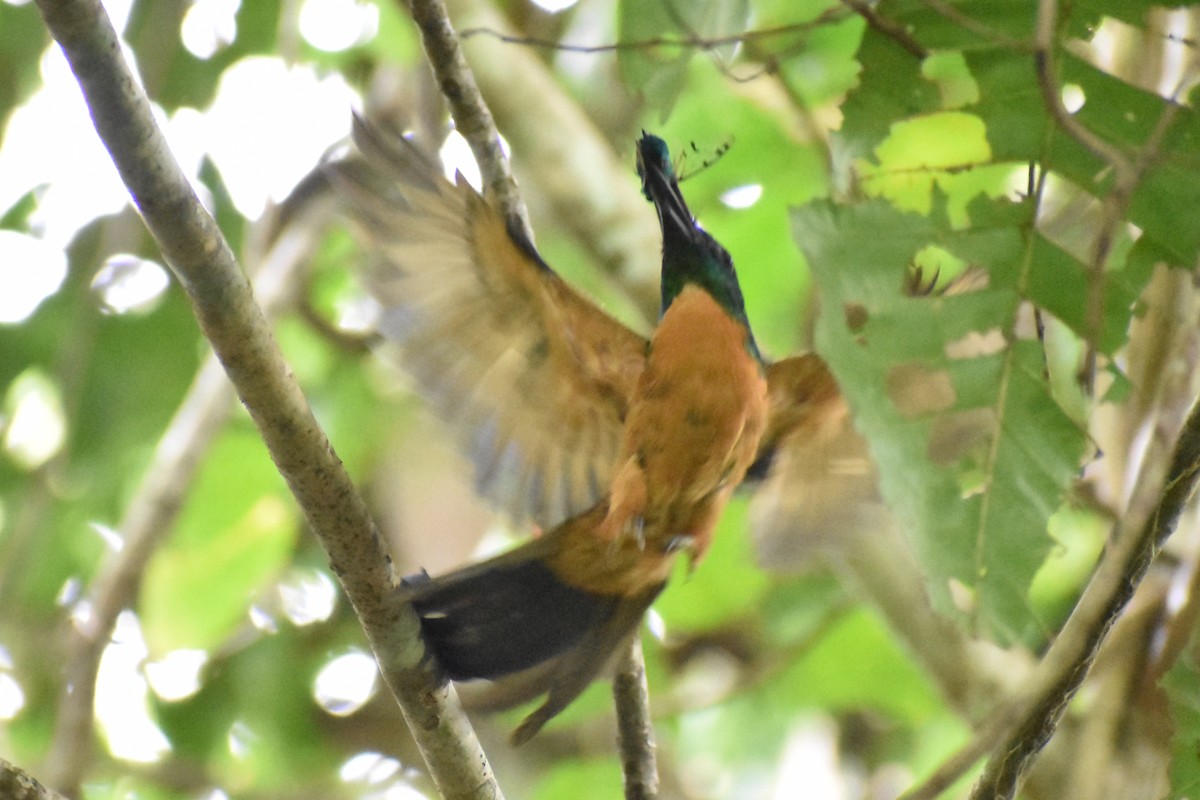 Great Jacamar - ML637976664