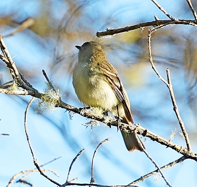 Greater Antillean Elaenia - ML637976675