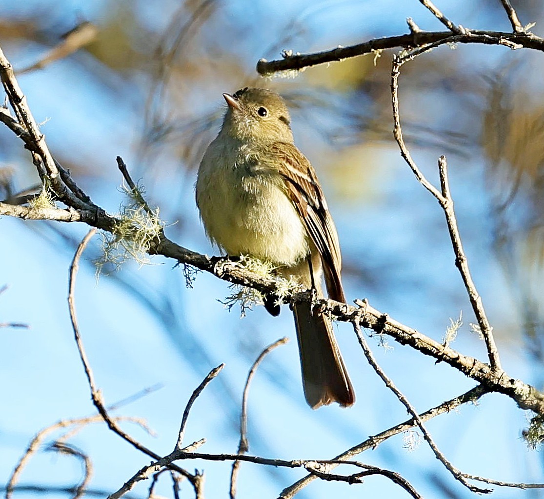 Greater Antillean Elaenia - ML637976676