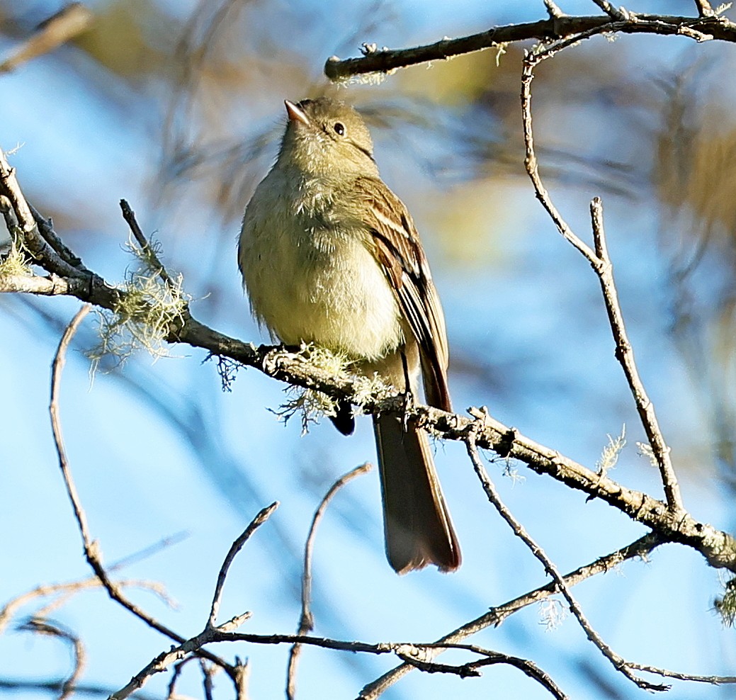 Greater Antillean Elaenia - ML637976677