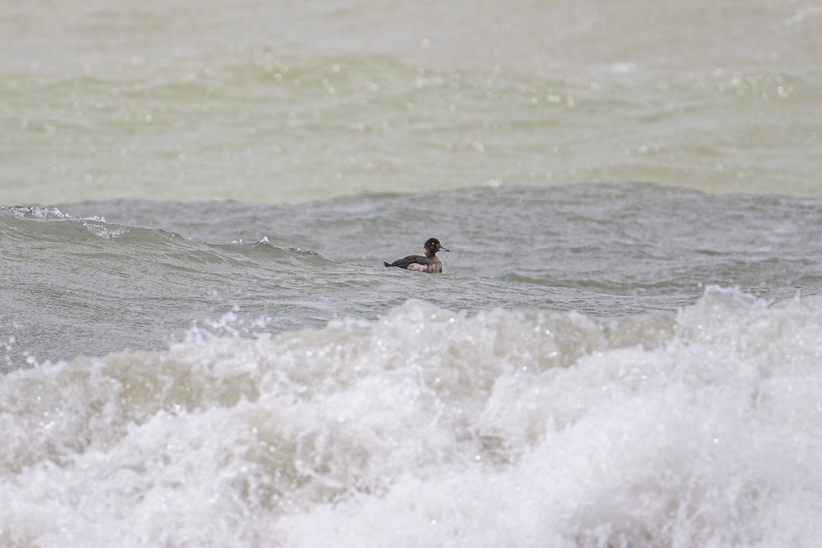 Greater/Lesser Scaup - ML637976680