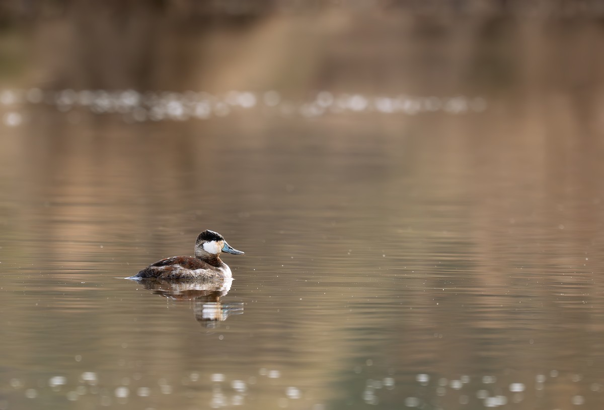 Ruddy Duck - ML637976685