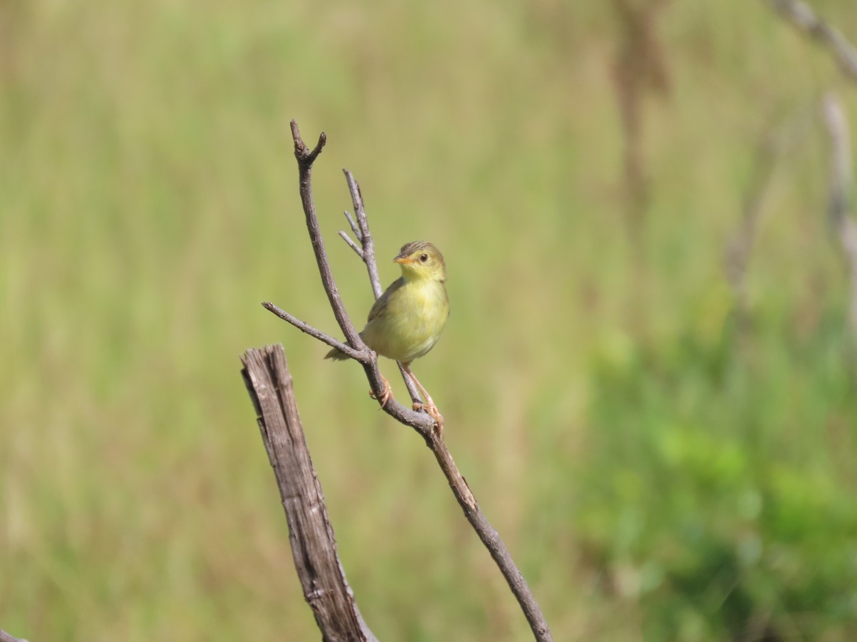 Winding Cisticola - ML637976714