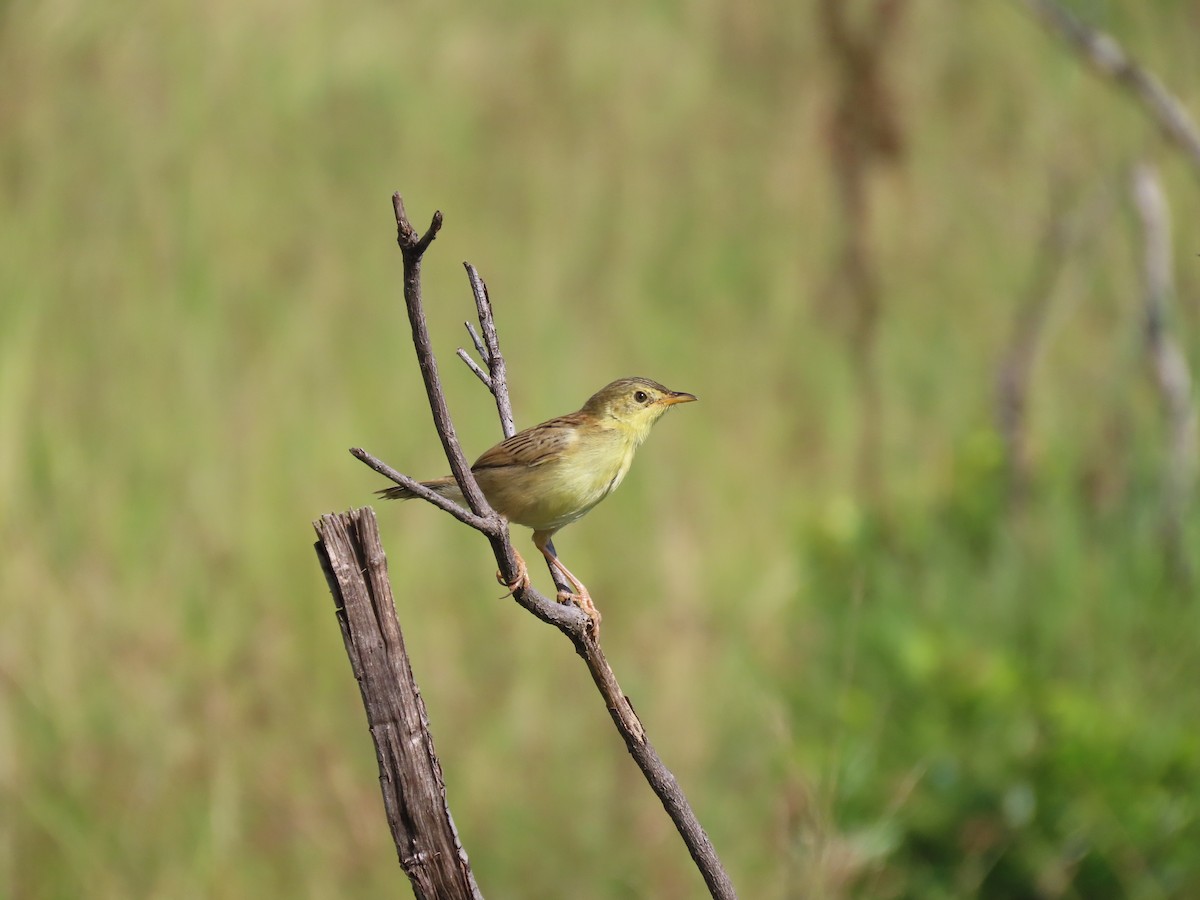 Winding Cisticola - ML637976715
