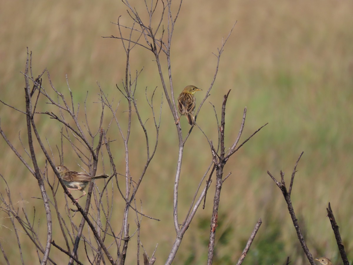 Winding Cisticola - ML637976716