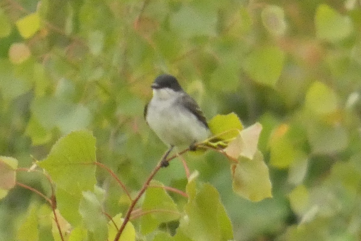 Eastern Kingbird - ML637976726