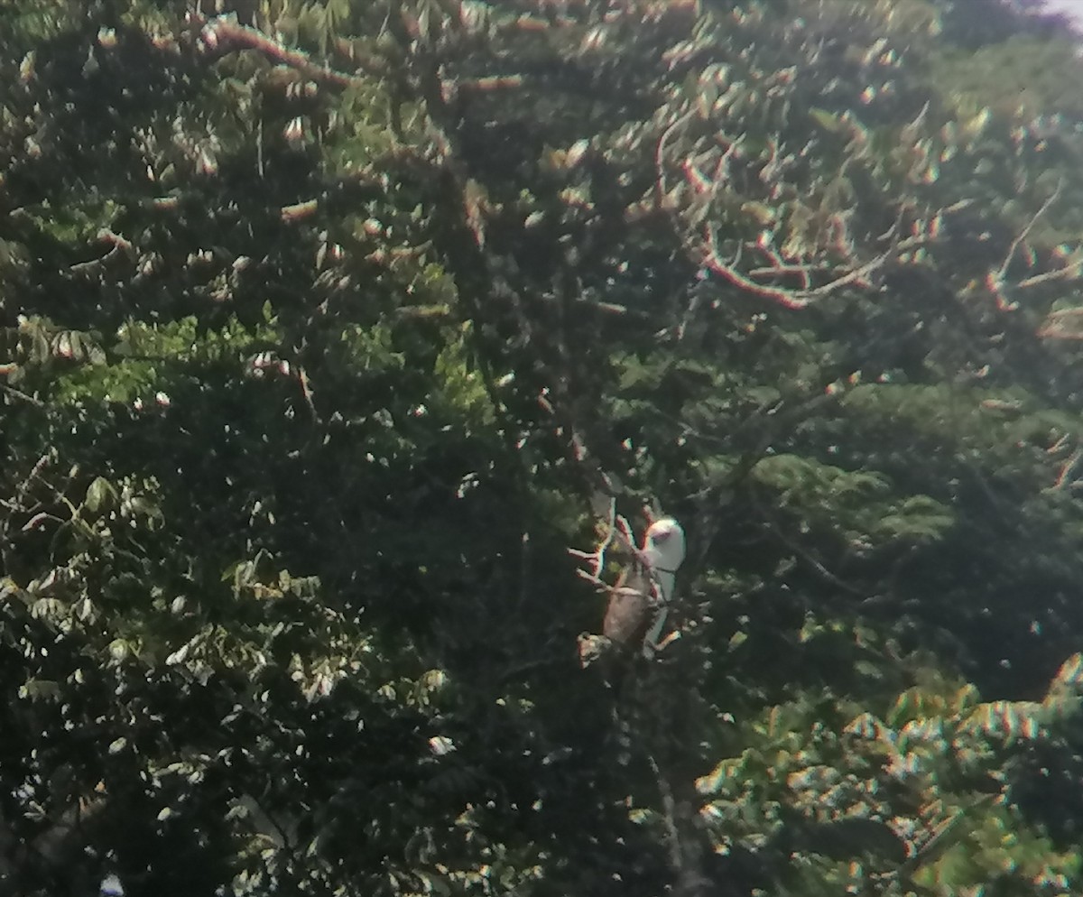 Black-and-white Hawk-Eagle - ML637976771