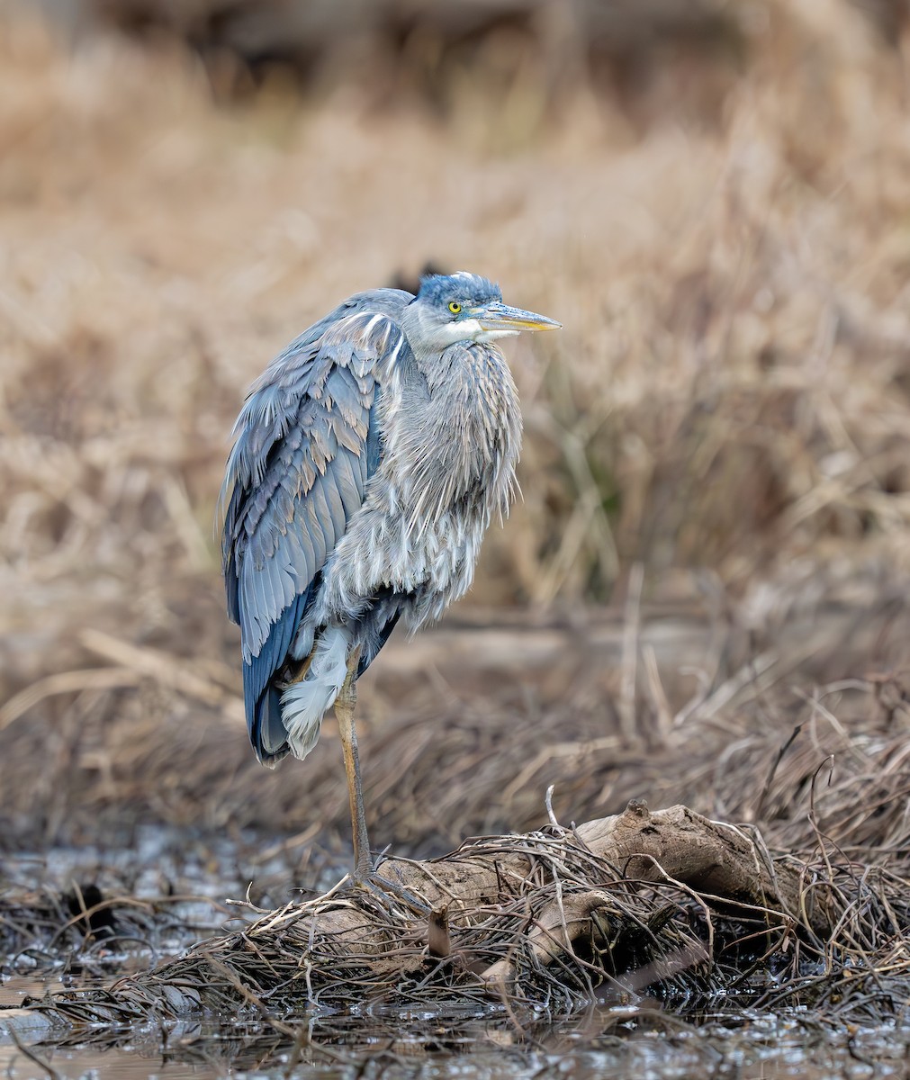 Great Blue Heron (Great Blue) - ML637976818