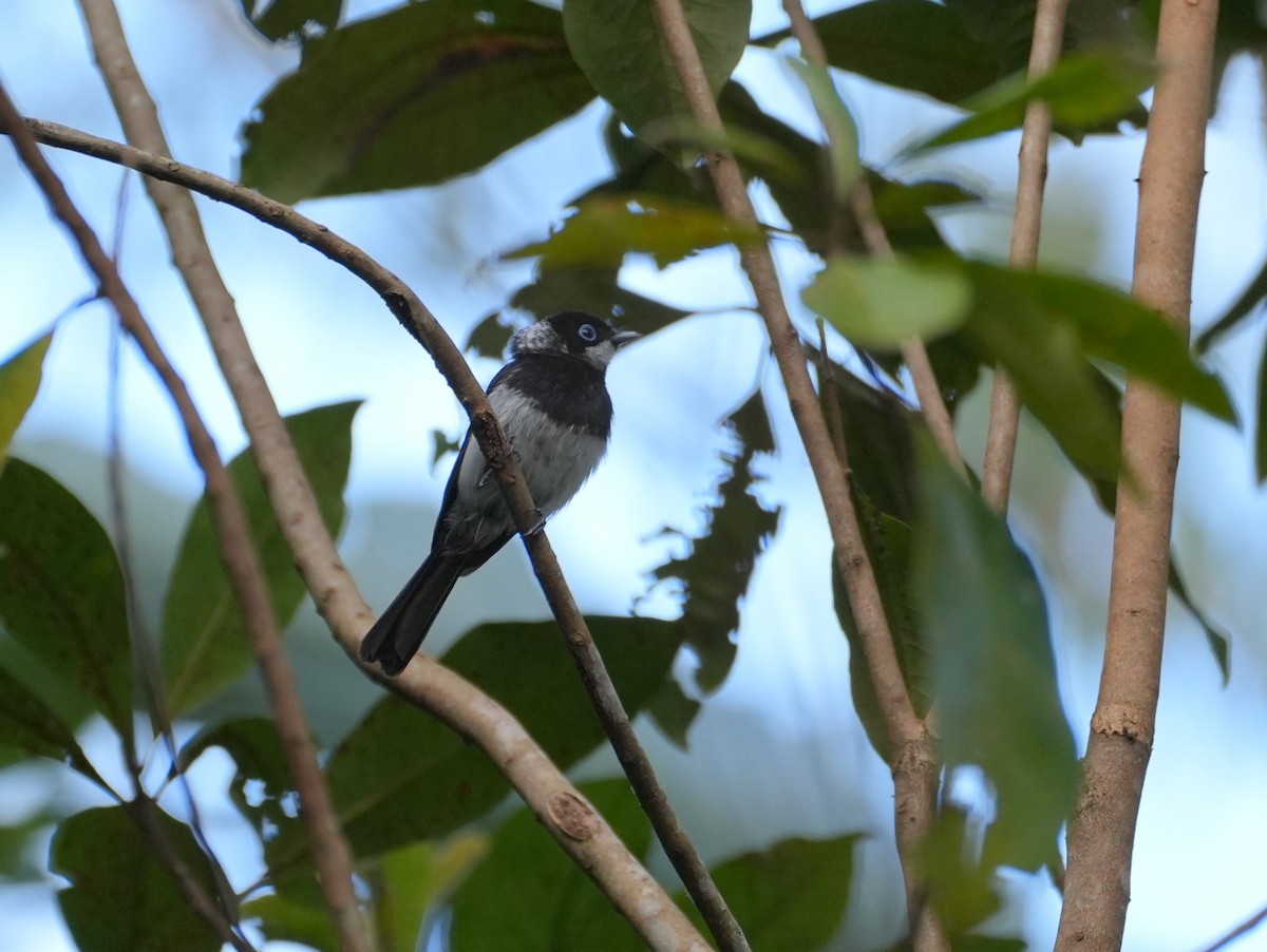 Pied Monarch - ML637976825