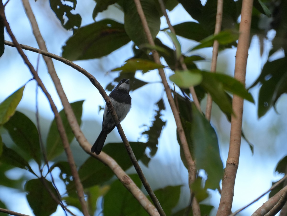 Pied Monarch - ML637976827