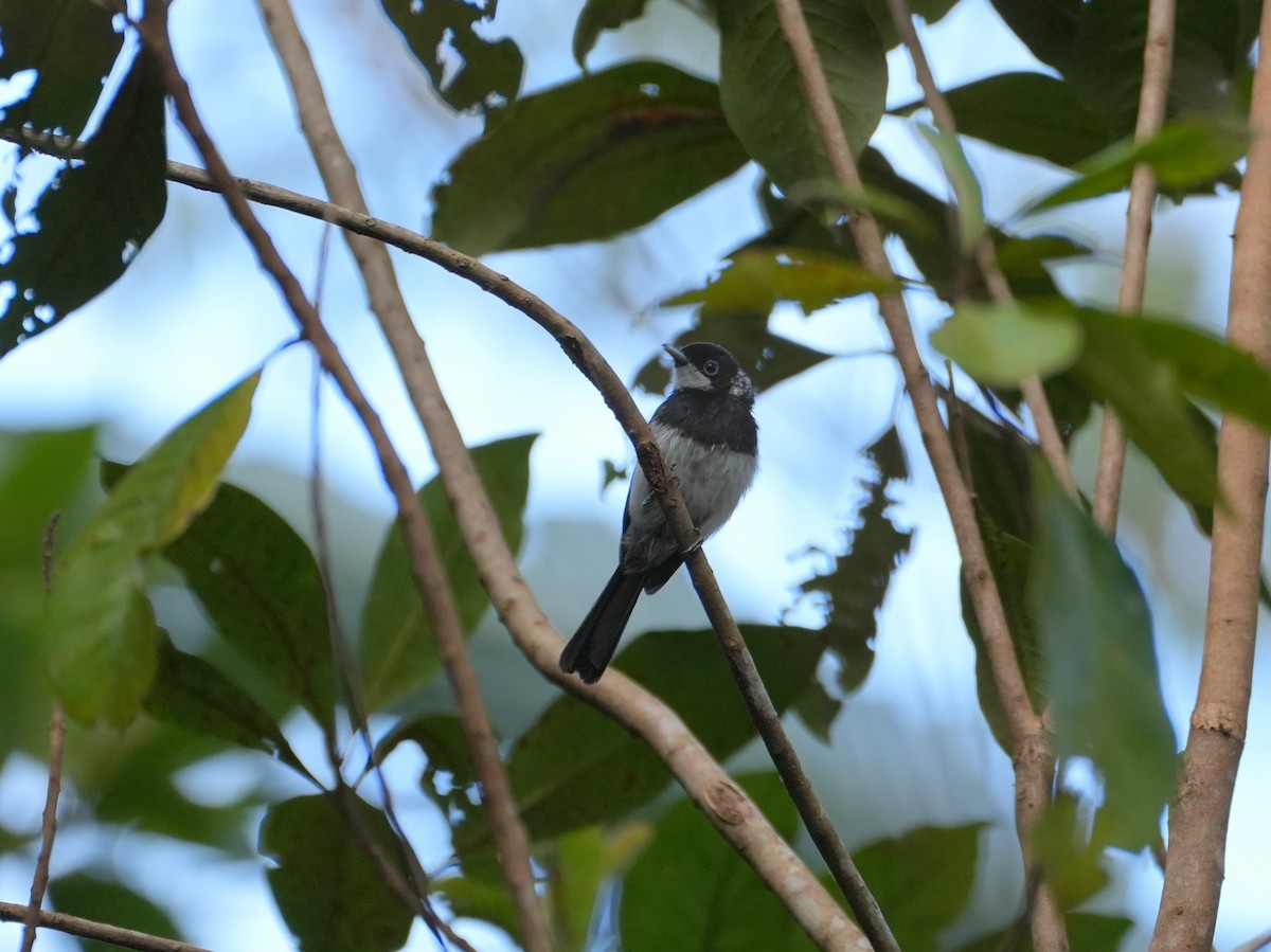 Pied Monarch - ML637976829