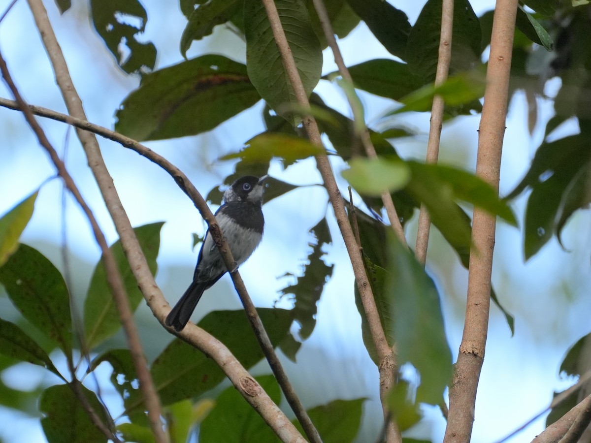 Pied Monarch - ML637976830