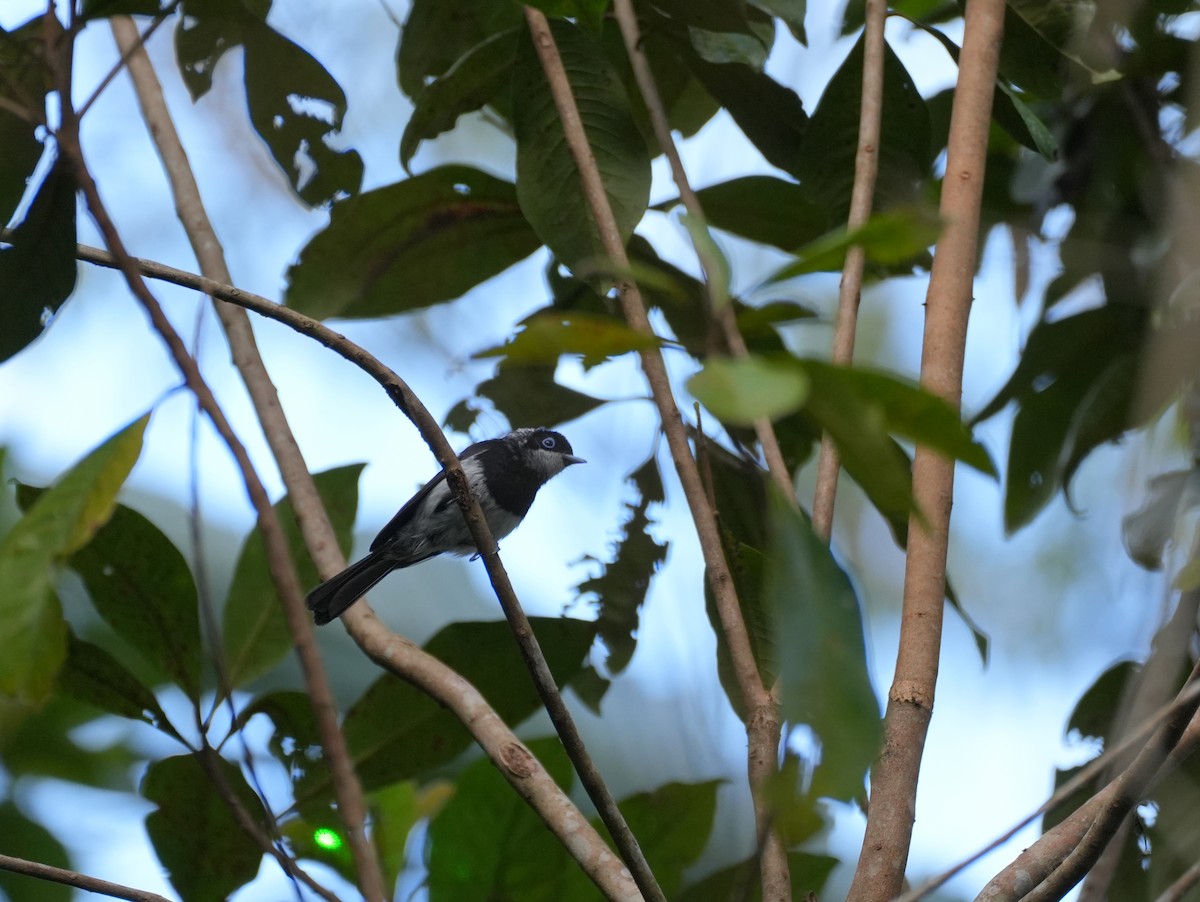 Pied Monarch - ML637976832