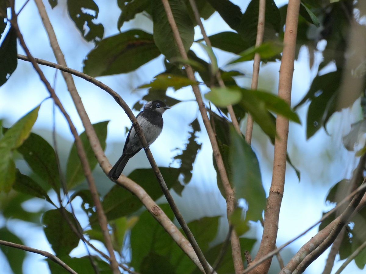 Pied Monarch - ML637976834