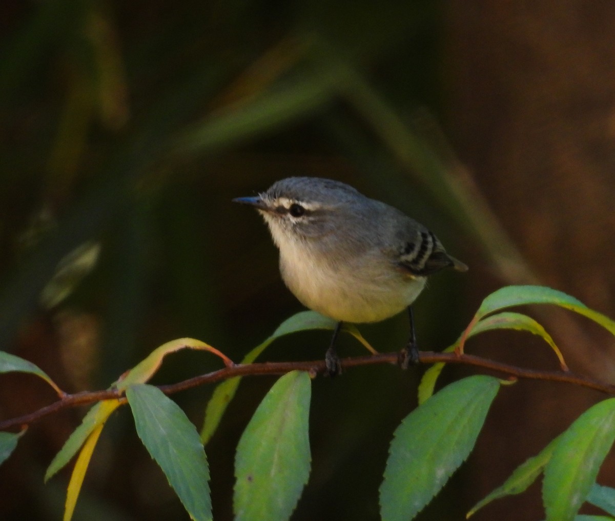 White-crested Tyrannulet - ML637976853