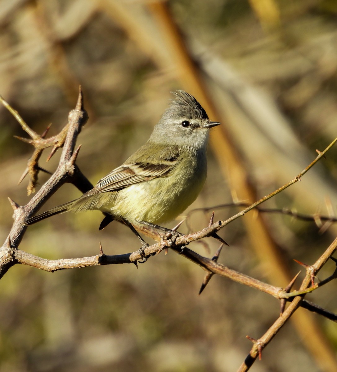 Straneck's Tyrannulet - ML637976854