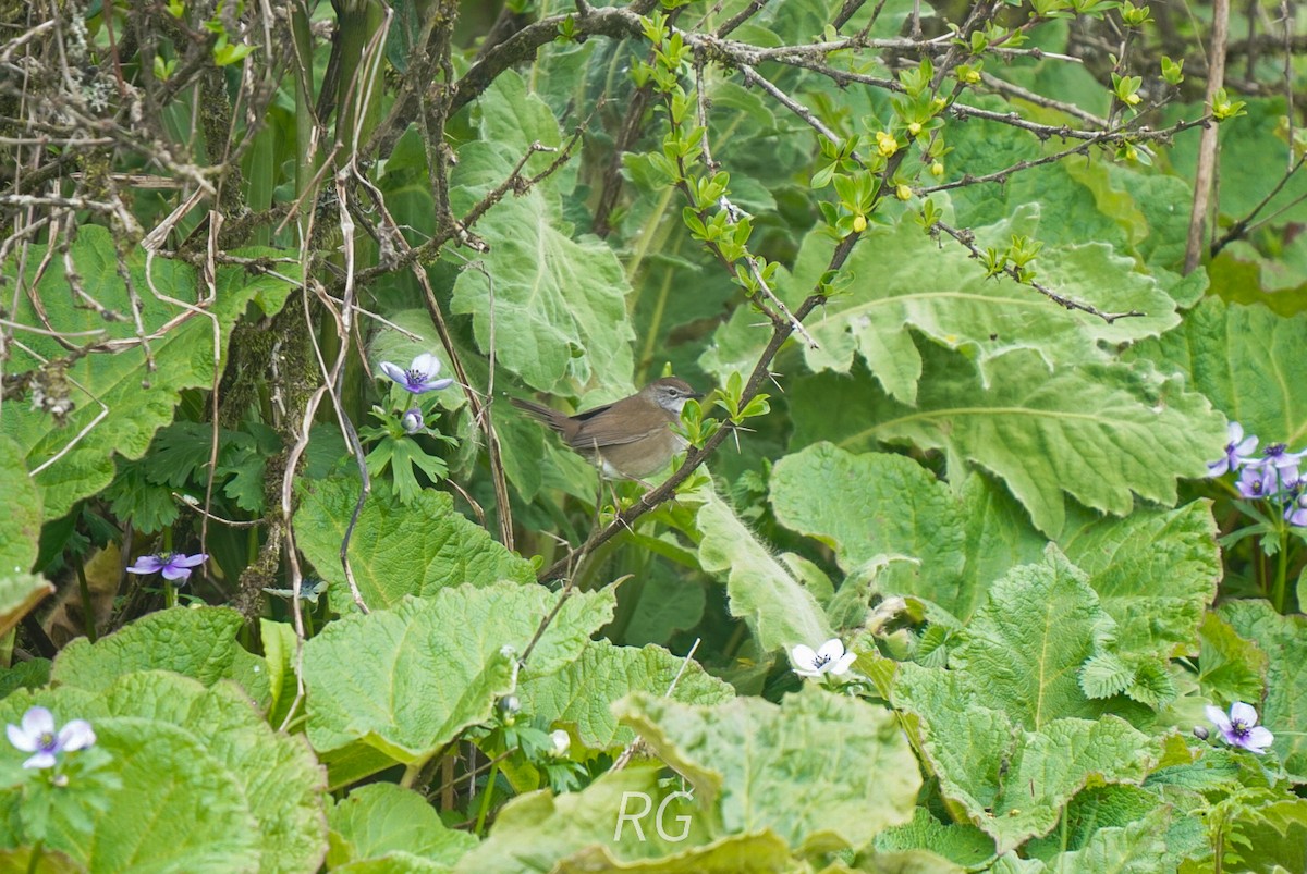 West Himalayan Bush Warbler - ML637976920