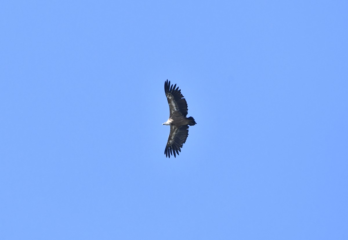Eurasian Griffon - ML637976934