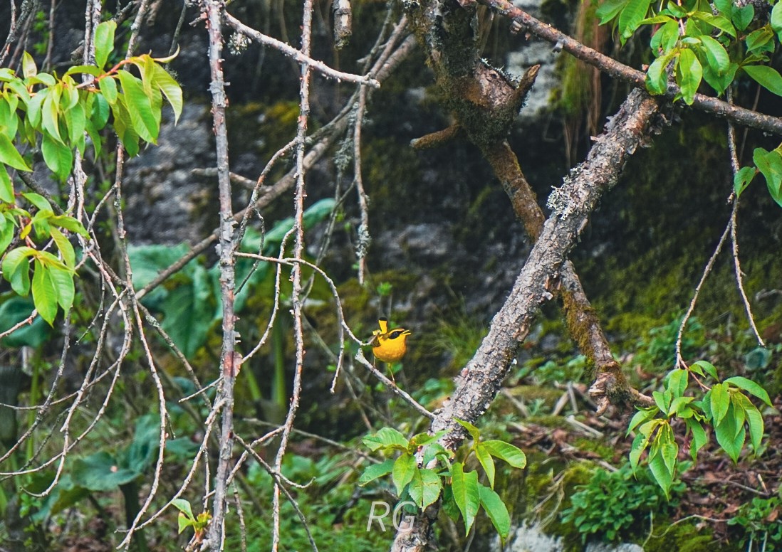 Golden Bush-Robin - ML637976935
