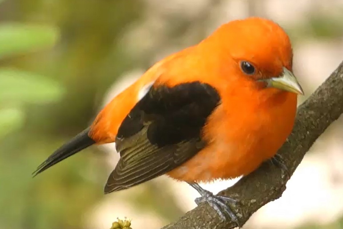 Scarlet Tanager - ML637976936