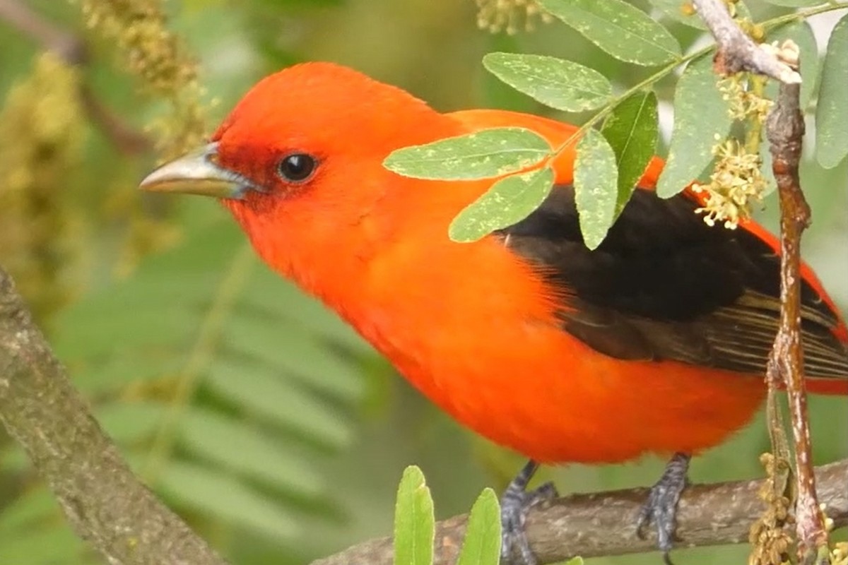 Scarlet Tanager - ML637976937