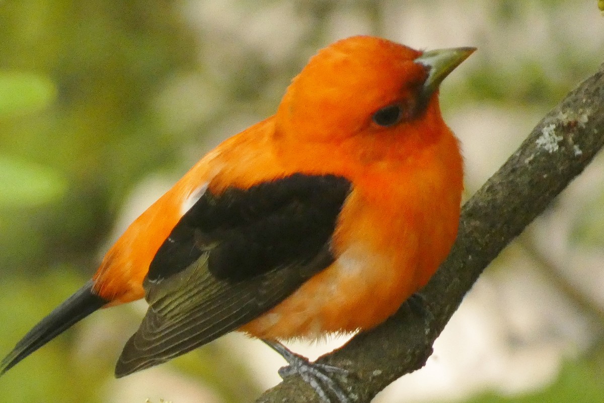 Scarlet Tanager - ML637976939