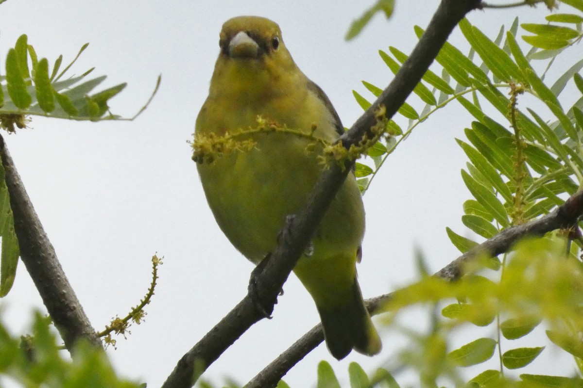 Scarlet Tanager - ML637976940