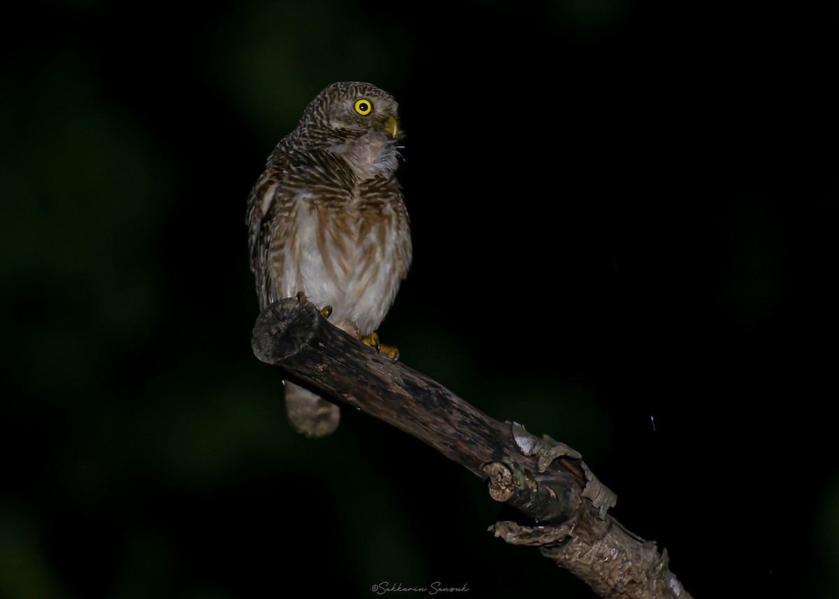 Asian Barred Owlet - ML637976941