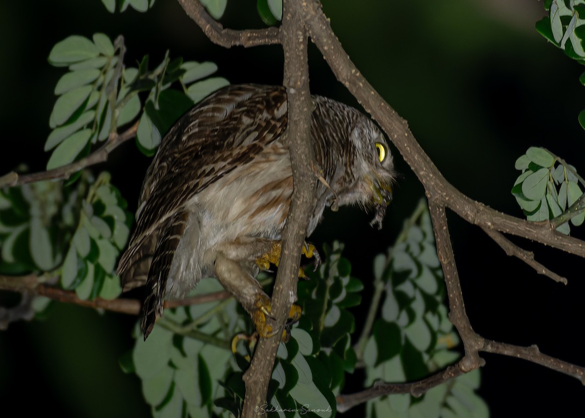 Asian Barred Owlet - ML637976943
