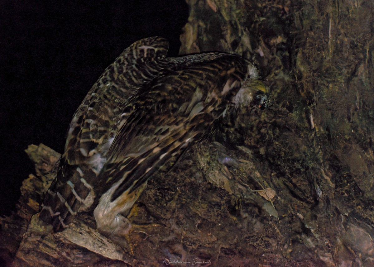 Asian Barred Owlet - ML637976944