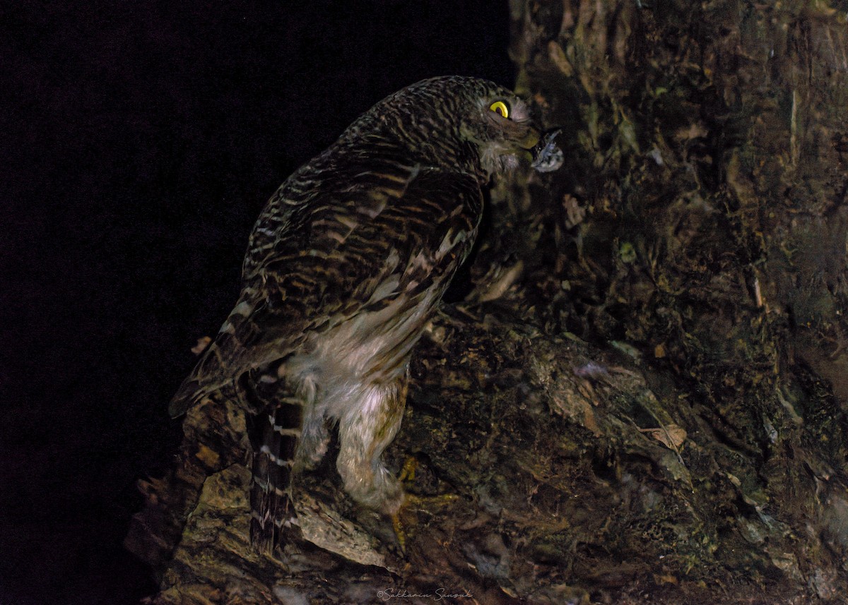 Asian Barred Owlet - ML637976945
