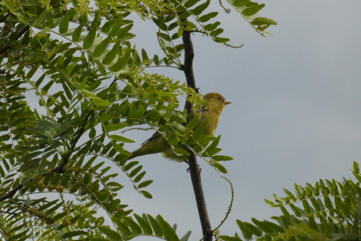 Scarlet Tanager - ML637976949