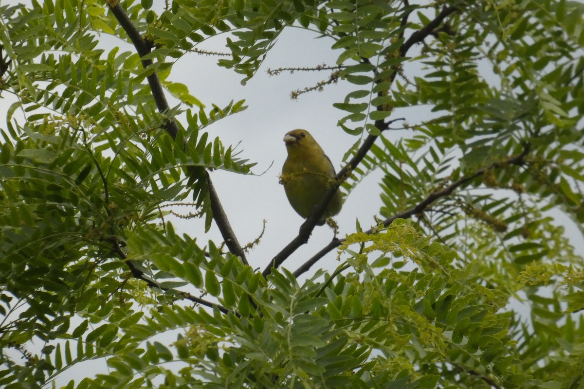 Scarlet Tanager - ML637976950