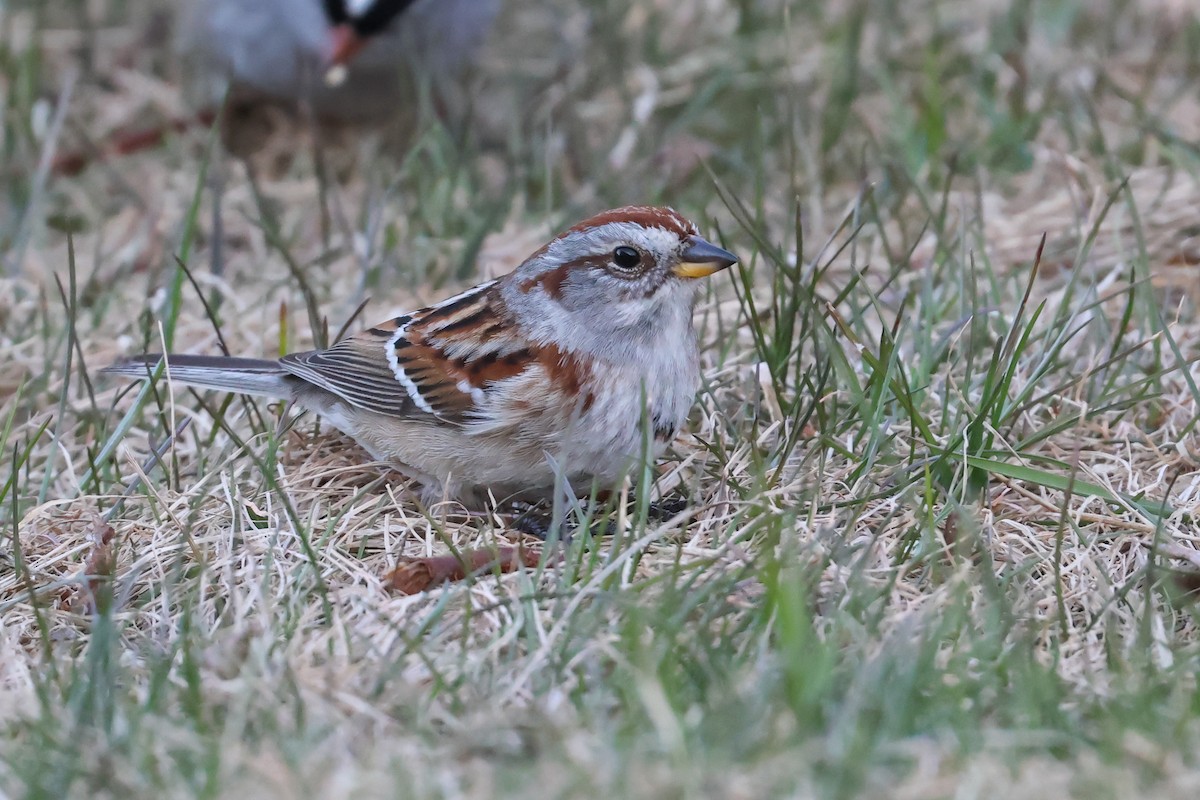 American Tree Sparrow - ML637976994