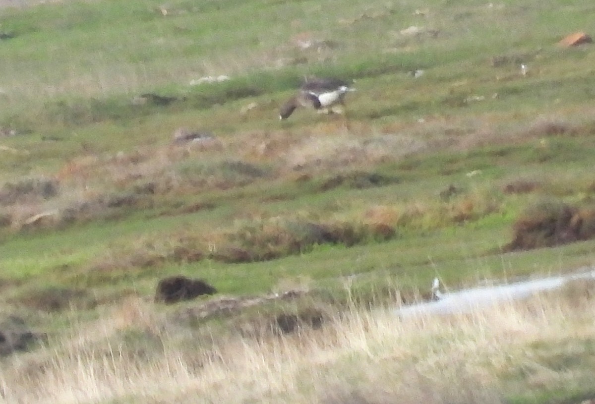 Lesser White-fronted Goose - ML637976995