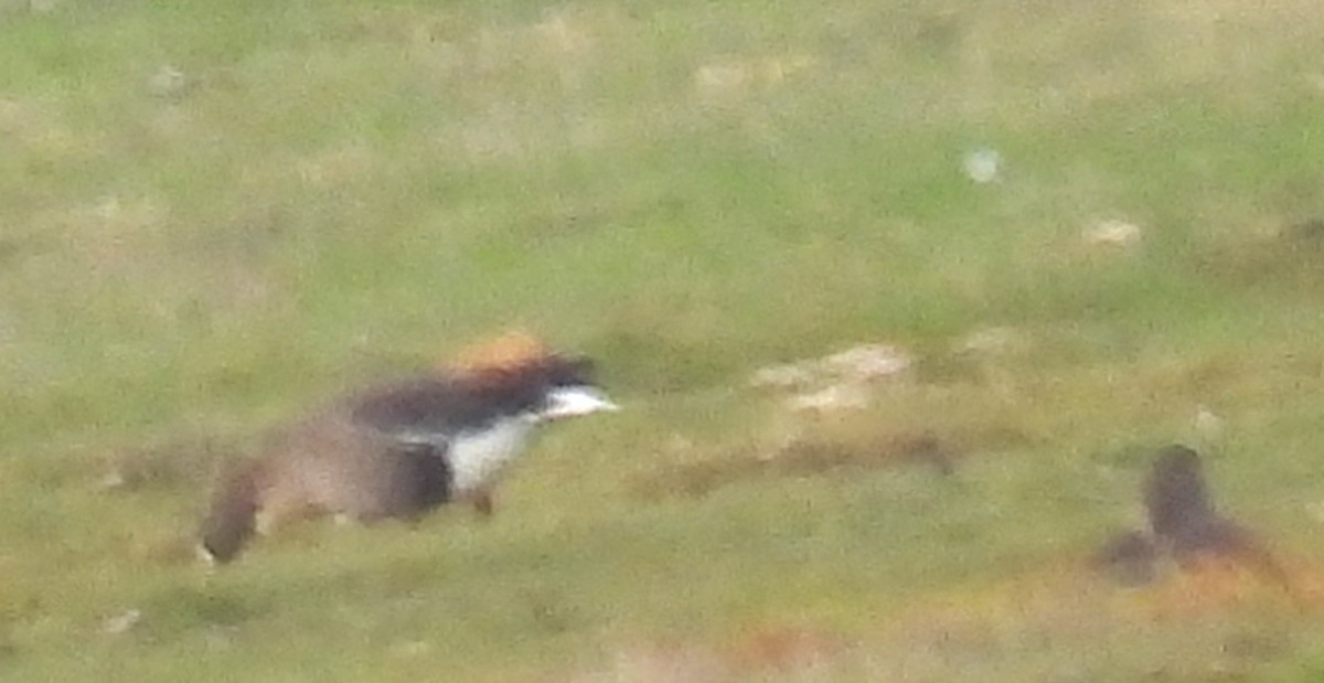 Lesser White-fronted Goose - ML637977002