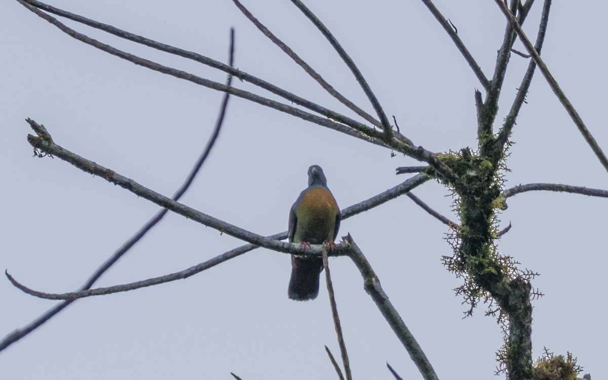 Little Green-Pigeon - ML637977014