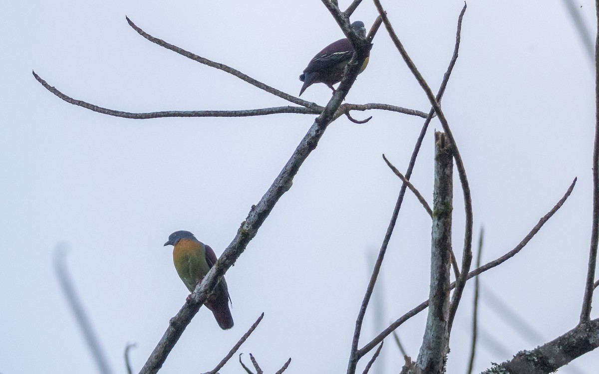 Little Green-Pigeon - ML637977015