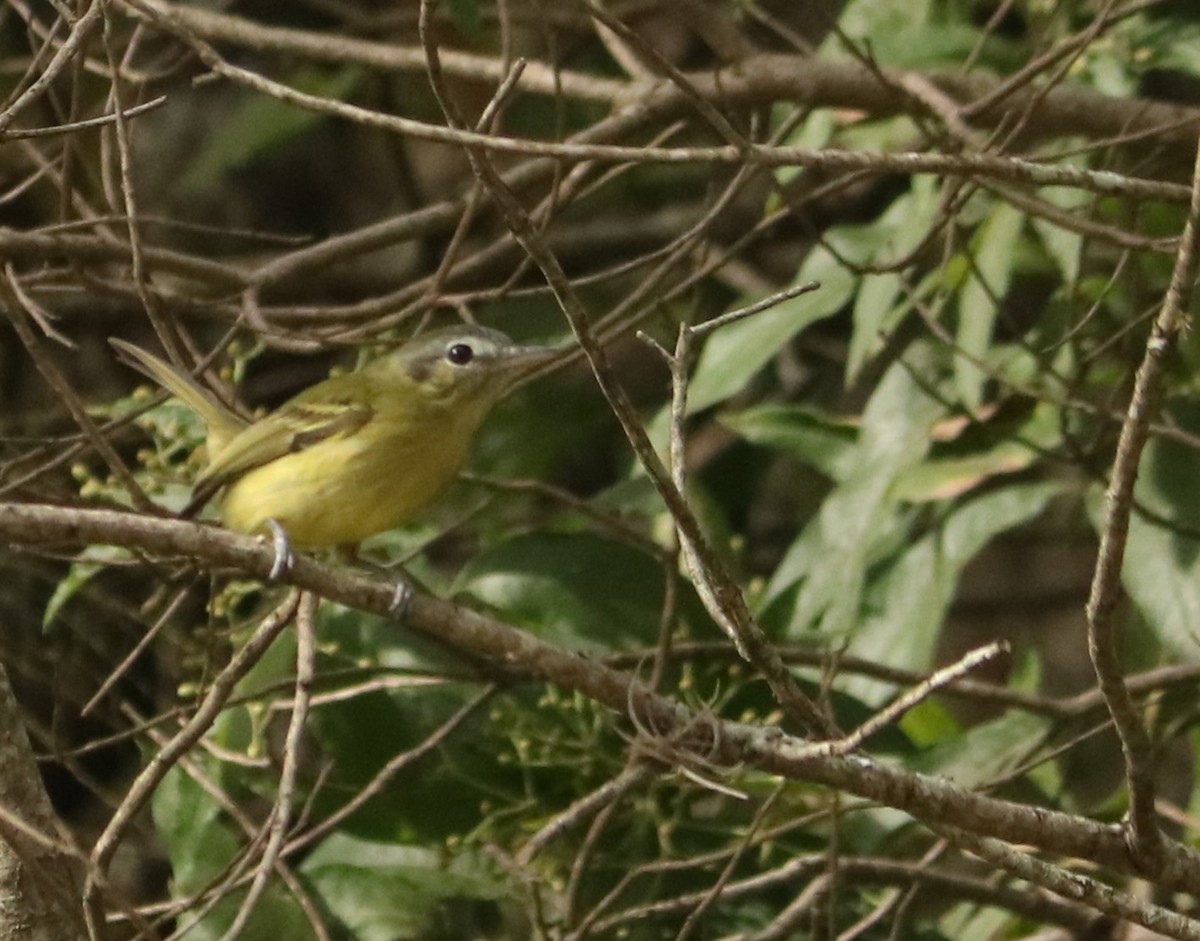 Yellow-olive Flatbill - ML637977020