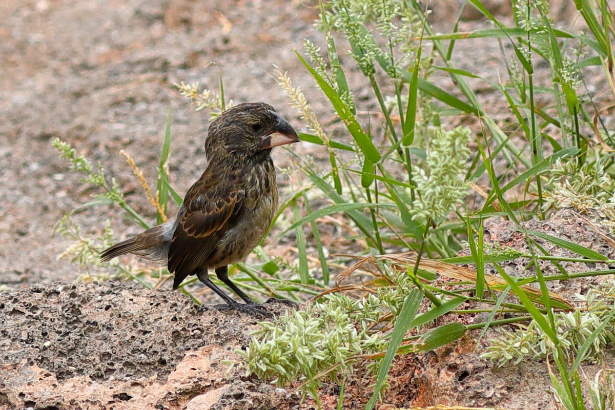 Large Ground-Finch - ML637977107
