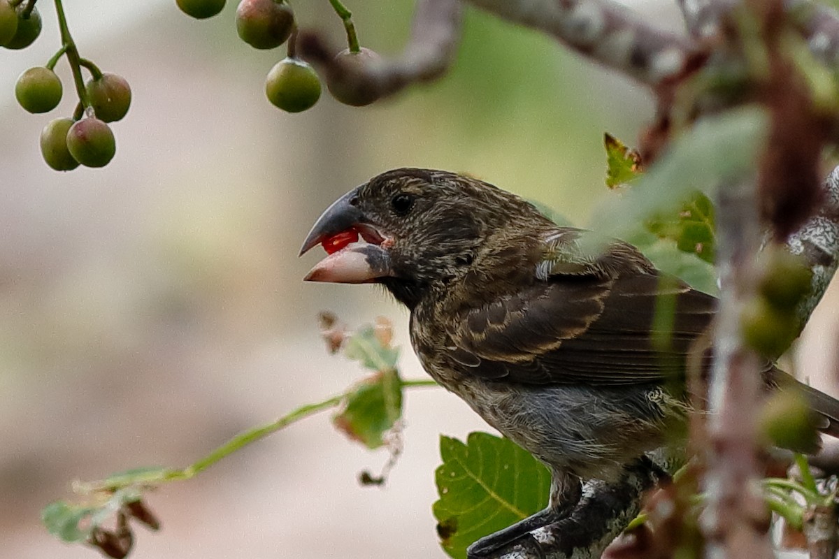 Large Ground-Finch - ML637977108