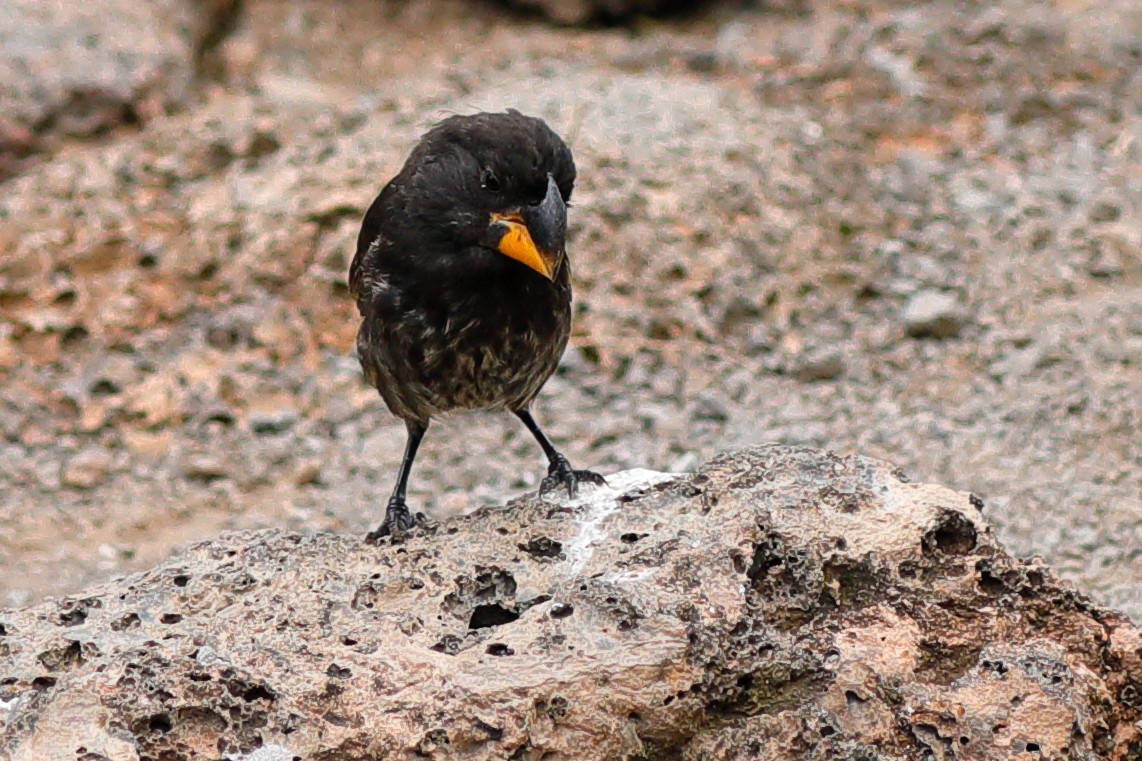 Large Ground-Finch - ML637977109
