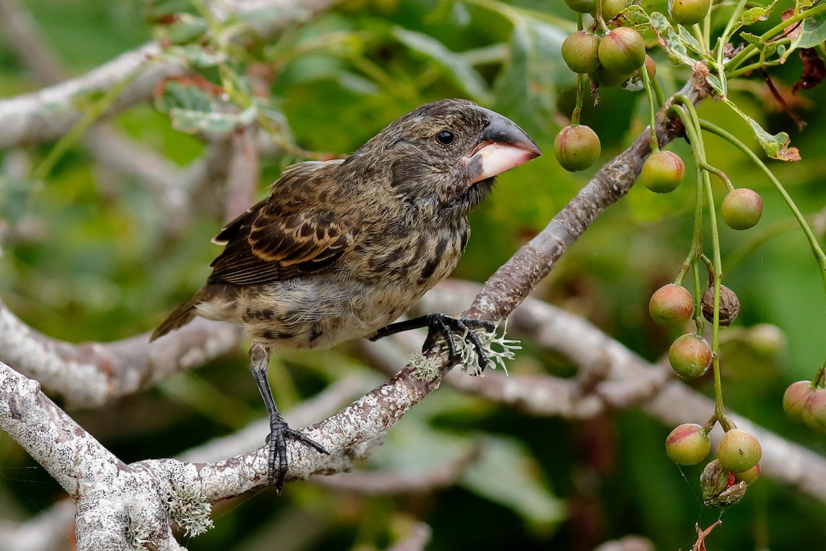 Large Ground-Finch - ML637977110
