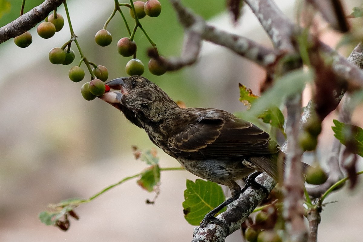 Large Ground-Finch - ML637977111